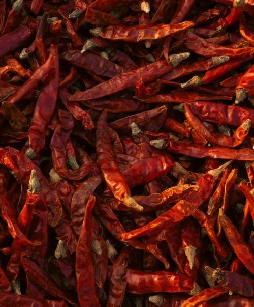 Untitled design – 2026-02-21T111347.355